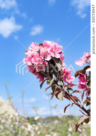 Orchard apple blossoms Orchard apple blossoms 89559047