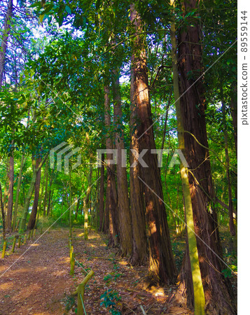 埼玉縣川越森林步道 89559144