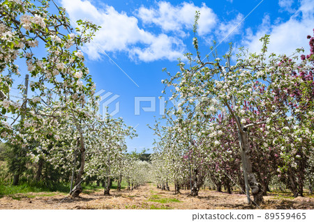 果園蘋果花 89559465