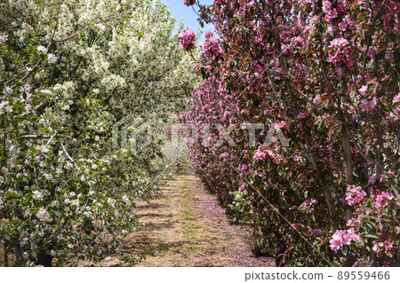 Apple blossoms in full bloom in the orchard 89559466