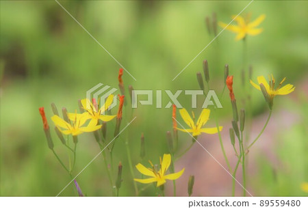 黃色的小花 黃色的小花 89559480