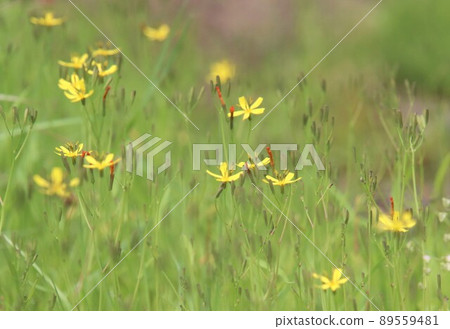 草地上的黃色小花 89559481