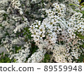 Blooming White Meadow Tree 89559948
