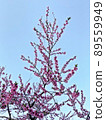 Pink sagebrush and blue sky 89559949
