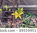 yellow forsythia blooming in spring 89559951