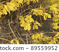 yellow forsythia blooming in spring 89559952