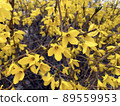 yellow forsythia blooming in spring 89559953