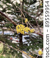 yellow cypress tree blooming in spring 89559954