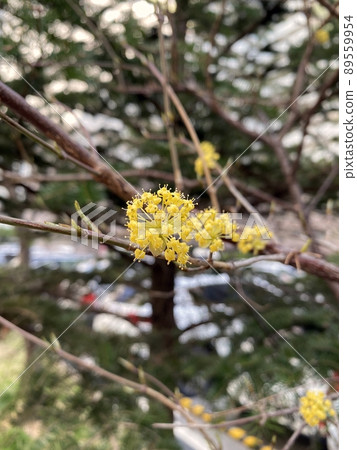 yellow cypress tree blooming in spring yellow cypress tree blooming in spring 89559954