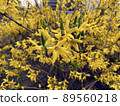 yellow forsythia blooming in spring 89560218