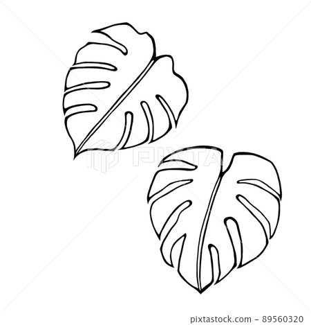 Monstera simple line drawing illustration set (white painting) 89560320