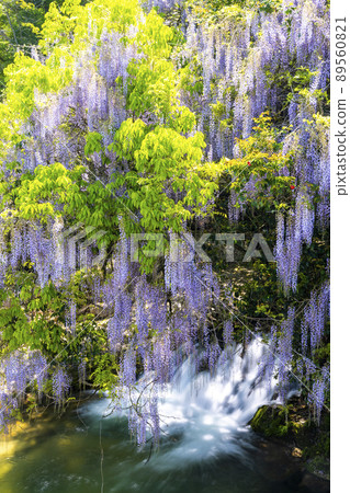 山口縣一致田紫藤 89560821