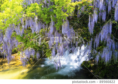 Yamaguchi Prefecture Consistent Field Wisteria Yamaguchi Prefecture Consistent Field Wisteria 89560822