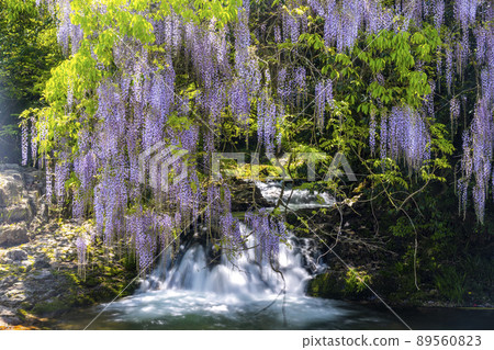 Yamaguchi Prefecture Consistent Field Wisteria Yamaguchi Prefecture Consistent Field Wisteria 89560823