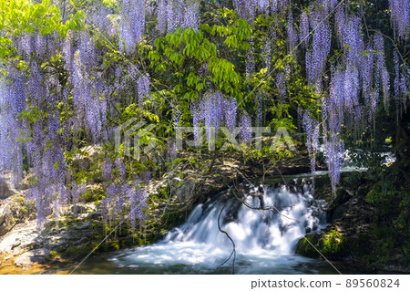 Yamaguchi Prefecture Consistent Field Wisteria Yamaguchi Prefecture Consistent Field Wisteria 89560824