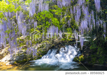 Yamaguchi Prefecture Consistent Field Wisteria Yamaguchi Prefecture Consistent Field Wisteria 89560825