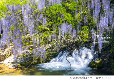 Yamaguchi Prefecture Consistent Field Wisteria Yamaguchi Prefecture Consistent Field Wisteria 89560828