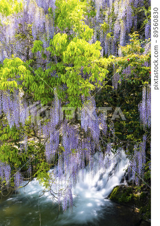 Yamaguchi Prefecture Consistent Field Wisteria Yamaguchi Prefecture Consistent Field Wisteria 89560830
