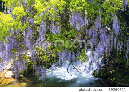 山口縣一致田紫藤 山口縣一致田紫藤 89560831