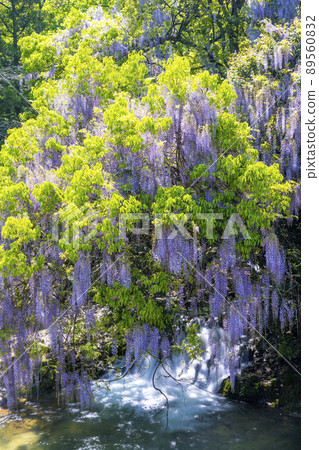 Yamaguchi Prefecture Consistent Field Wisteria 89560832