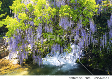 Yamaguchi Prefecture Consistent Field Wisteria Yamaguchi Prefecture Consistent Field Wisteria 89560834