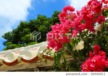 Okinawan tiled roof, blue sky and bougainvillea Okinawan tiled roof, blue sky and bougainvillea 89560911