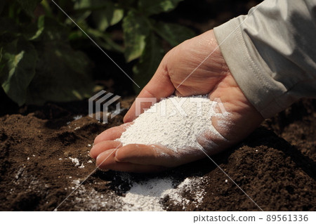 Lime in the field Lime in the field 89561336