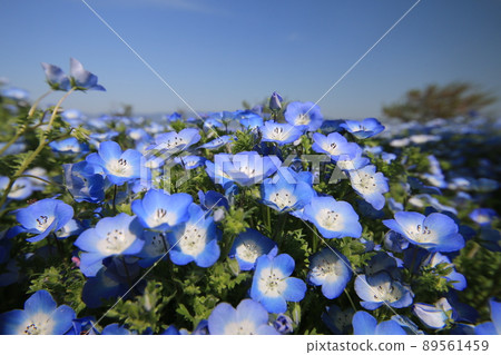 藍天和nemophila 藍天和nemophila 89561459