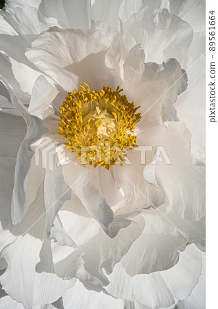 Visit the beautiful peony sights on a clear spring day Visit the beautiful peony sights on a clear spring day 89561664