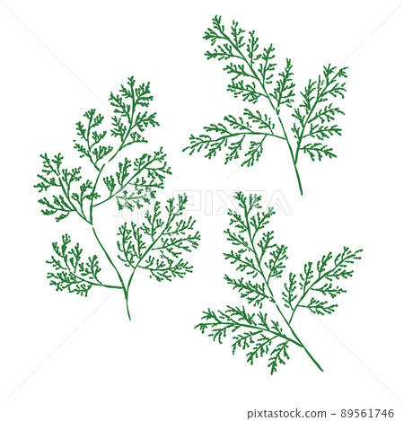 Cypress leaf color Cypress leaf color 89561746