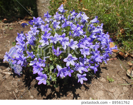 Bellflower flower language (gratitude) (honesty) (fun chatting) 89561762