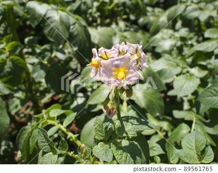 土豆花花語(利益)(慈善)(慈悲) 土豆花花語(利益)(慈善)(慈悲) 89561765