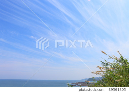藍天、雲海、沿海植物 89561805