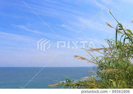 藍天、雲海、沿海植物 藍天、雲海、沿海植物 89561806