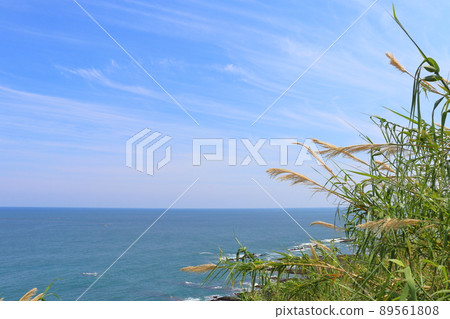 藍天、雲海、沿海植物 藍天、雲海、沿海植物 89561808