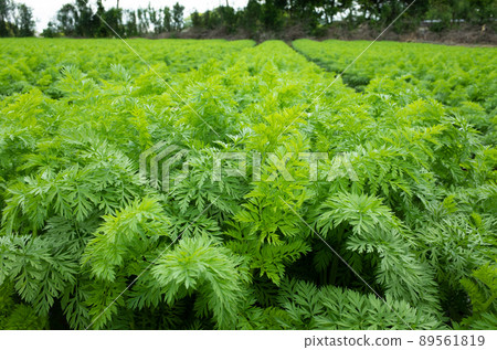 收穫前的胡蘿蔔田形象 收穫前的胡蘿蔔田形象 89561819