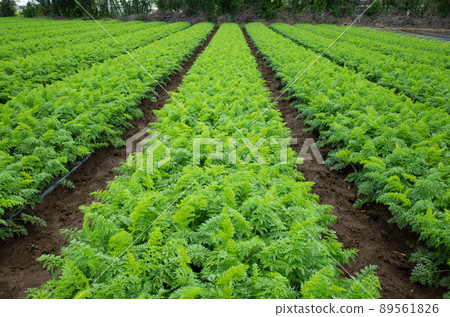收穫前的胡蘿蔔田形象 收穫前的胡蘿蔔田形象 89561826