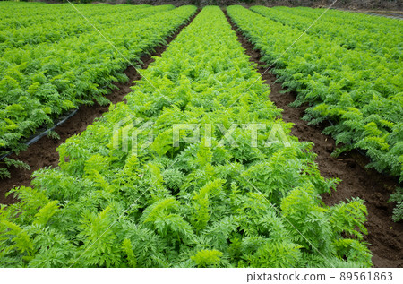 Image of carrot field ahead of harvest Image of carrot field ahead of harvest 89561863