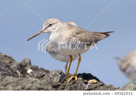 Grey-tailed tattle looking for food on the rocky shore 89562031