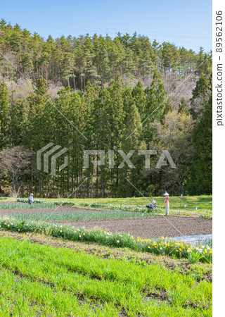 Countryside scenery [Spring Azumino] 89562106