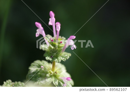Lamium amplexicaule 89562107