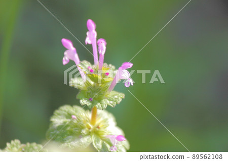 霍托肯諾扎 89562108