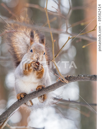 The squirrel with nut sits on tree in the winter or late autumn The squirrel with nut sits on tree in the winter or late autumn 89562414