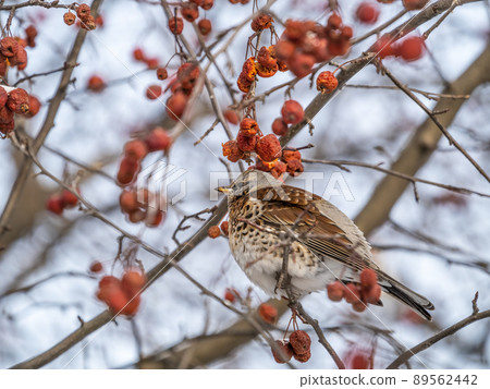 Fieldfare sitting on the bush and feeding on wild red apples in winter or early spring time. Fieldfare sitting on the bush and feeding on wild red apples in winter or early spring time. 89562442