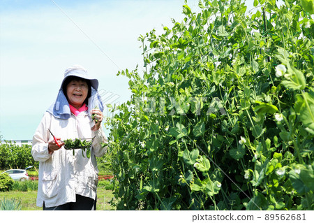 Kitchen garden senior woman Kitchen garden senior woman 89562681