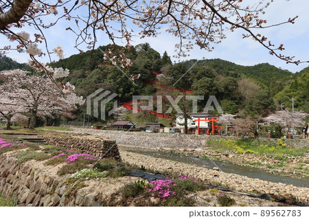 Taikodani Inari Shrine precincts and Tsuwano River in Tsuwano Town, Kanoashi District, Shimane Prefecture Taikodani Inari Shrine precincts and Tsuwano River in Tsuwano Town, Kanoashi District, Shimane Prefecture 89562783
