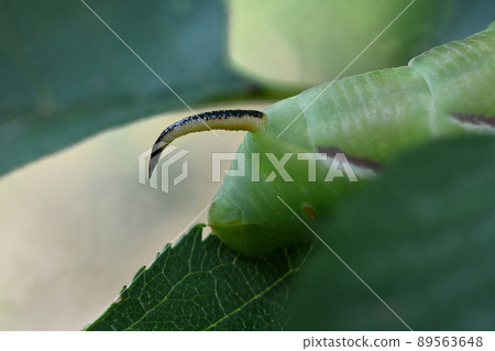 Green caterpillar Privet hawk moth (Sphinx ligustri) or moth butterfly (Sphingidae). 89563648