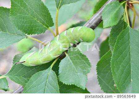 Green caterpillar Privet hawk moth (Sphinx ligustri) or moth butterfly (Sphingidae). Side view. Green caterpillar Privet hawk moth (Sphinx ligustri) or moth butterfly (Sphingidae). Side view. 89563649