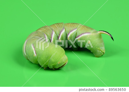 Green caterpillar Privet hawk moth (Sphinx ligustri) or moth butterfly (Sphingidae) on green. Green caterpillar Privet hawk moth (Sphinx ligustri) or moth butterfly (Sphingidae) on green. 89563650