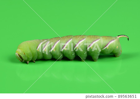 Green caterpillar Privet hawk moth (Sphinx ligustri) or moth butterfly (Sphingidae) on green. Green caterpillar Privet hawk moth (Sphinx ligustri) or moth butterfly (Sphingidae) on green. 89563651